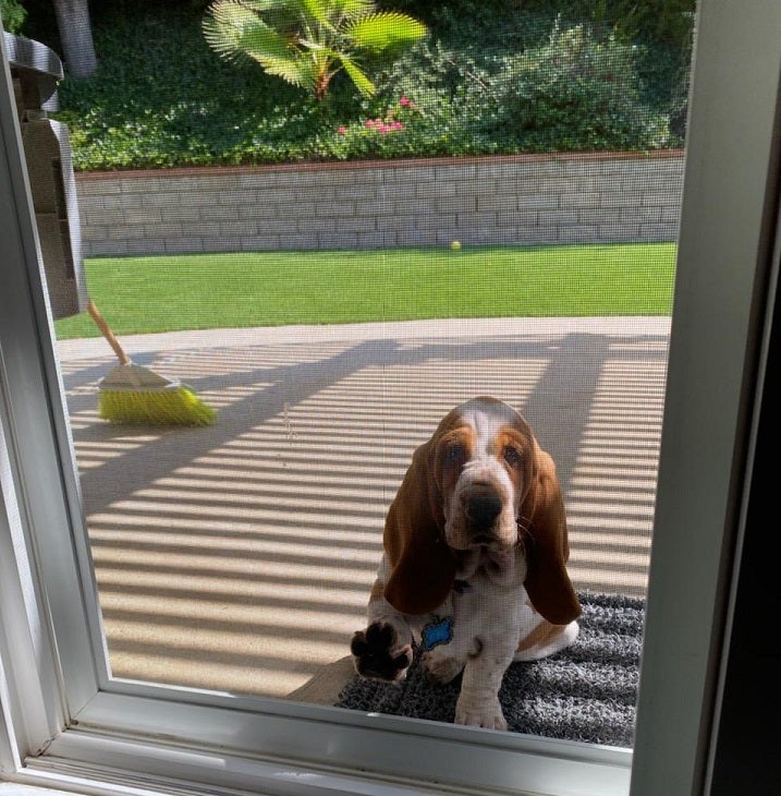 Ethel asks, "May I come in? I promise not to interrupt another meeting."