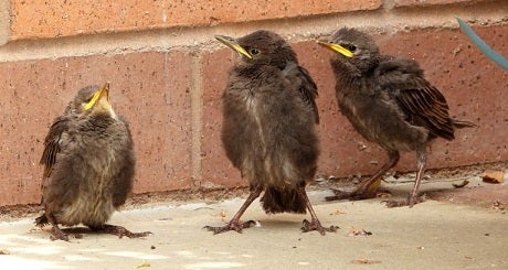 Starling fledglings
